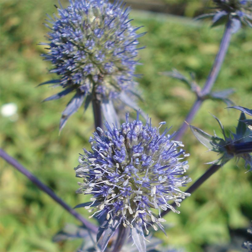 Cardo azul Blauer Zwerg - Eryngium planum (Floração)