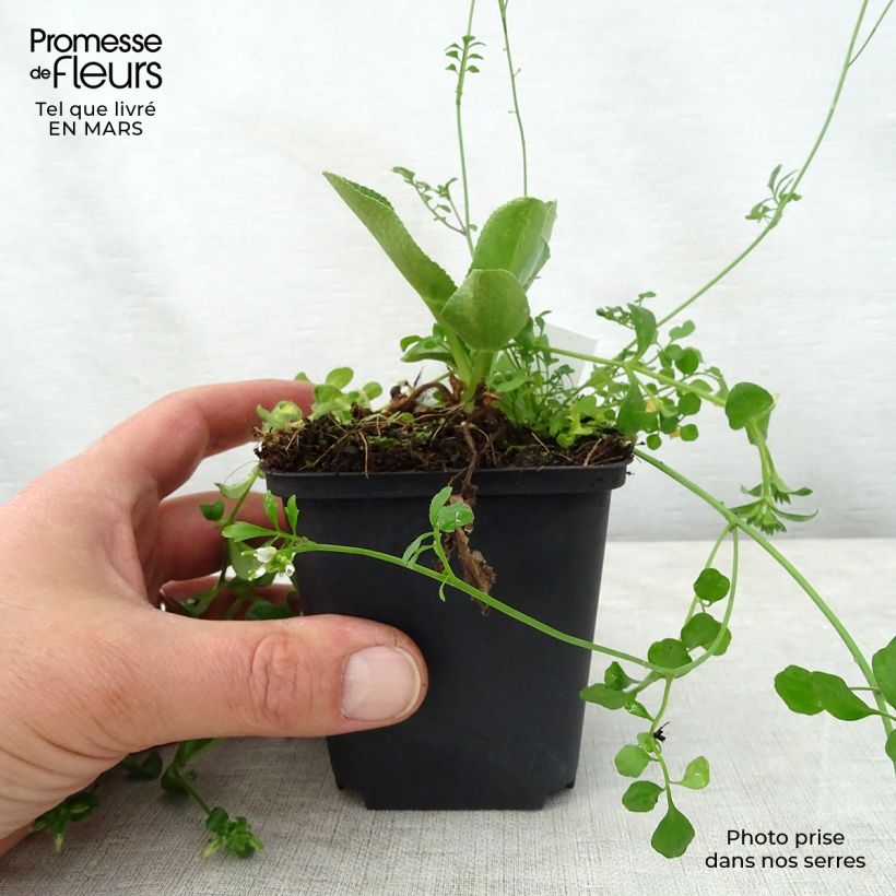 Amostra de Cardo azul Blauer Zwerg - Eryngium planum Vaso de 8/9 cm tal como entregue na primavera