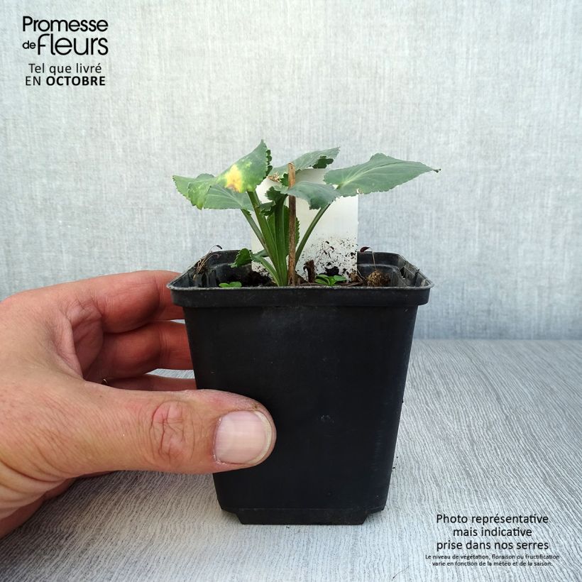 Amostra de Cardo azul Blauer Zwerg - Eryngium planum Vaso de 8/9 cm tal como entregue no outono