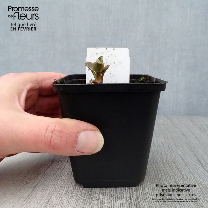 Amostra de Eryngium planum Blauer Zwerg - Panicaut à feuilles planes Vaso de 8/9 cm tal como entregue no inverno