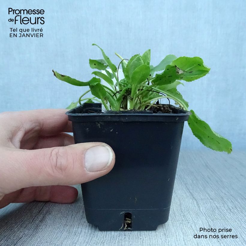 Amostra de Eryngium planum Blue Hobbit Vaso de 8/9 cm tal como entregue no inverno