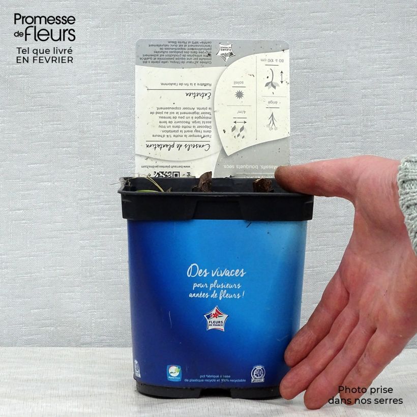 Amostra de Eryngium planum Blue Hobbit Vaso de 2 L/3 L tal como entregue no inverno