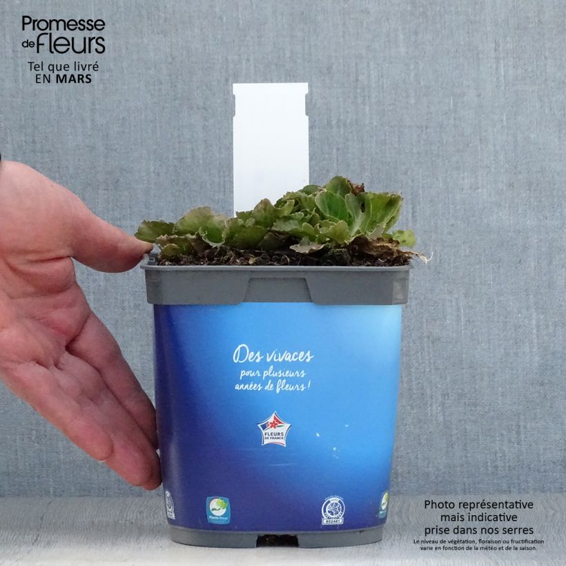 Amostra de Cardo azul Blue Hobbit - Eryngium planum Vaso de 2 L/3 L tal como entregue na primavera
