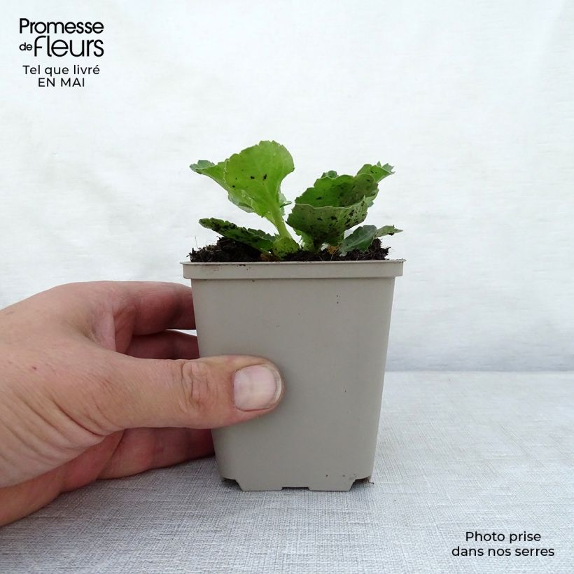 Amostra de Cardo azul Blue Hobbit - Eryngium planum Vaso de 8/9 cm tal como entregue na primavera