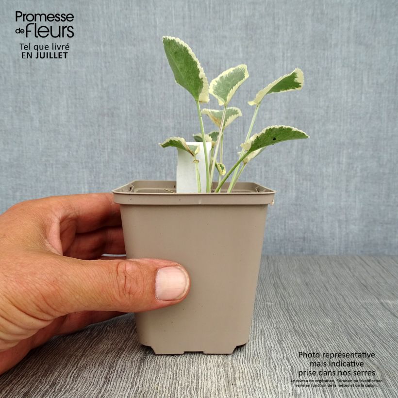 Amostra de Cardo azul Jade Frost - Eryngium planum Vaso de 8/9 cm tal como entregue no verão