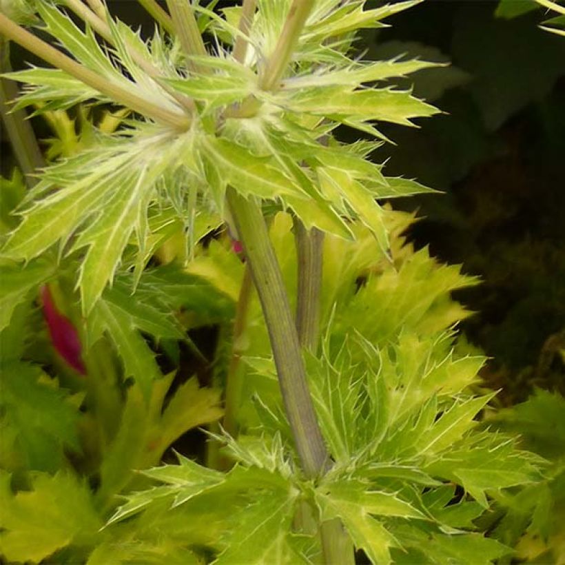 Cardo azul Neptune's Gold - Eryngium planum (Folhagem)
