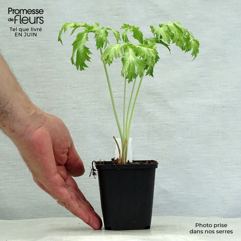 Amostra de Cardo azul Neptune's Gold - Eryngium planum Vaso de 8/9 cm tal como entregue no verão