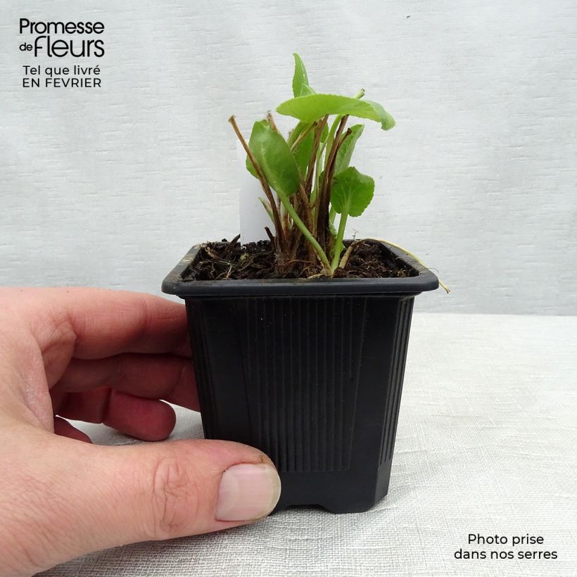 Amostra de Eryngium planum - Panicaut Vaso de 7/8 cm tal como entregue no inverno