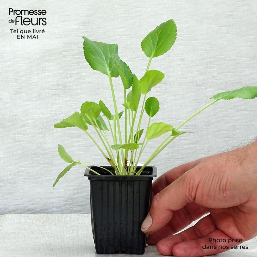 Amostra de Eryngium planum Vaso de 7/8 cm tal como entregue na primavera