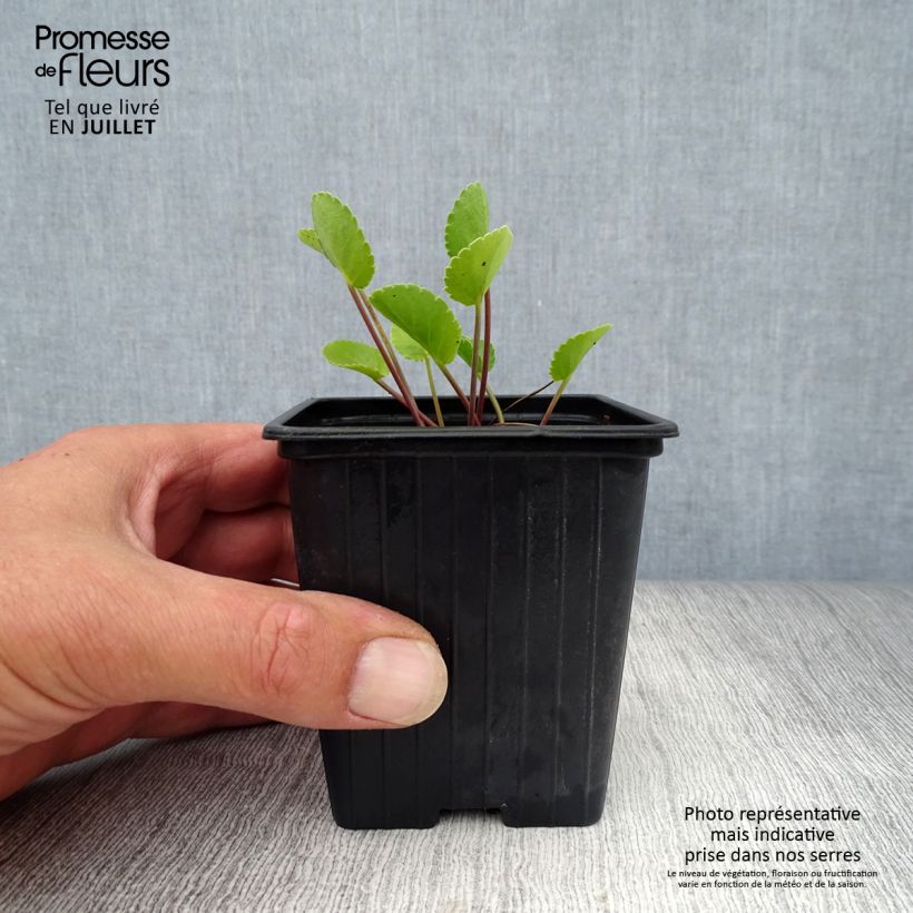 Amostra de Eryngium planum Vaso de 7/8 cm tal como entregue no verão