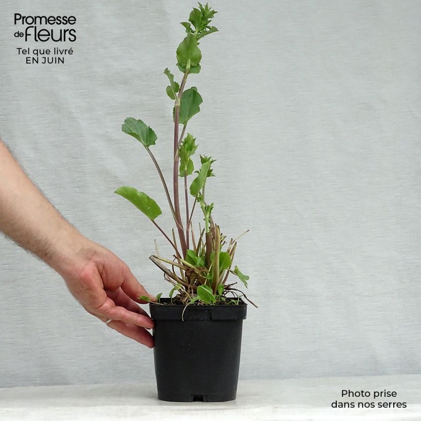 Amostra de Eryngium planum Vaso de 2 L/3 L tal como entregue no verão
