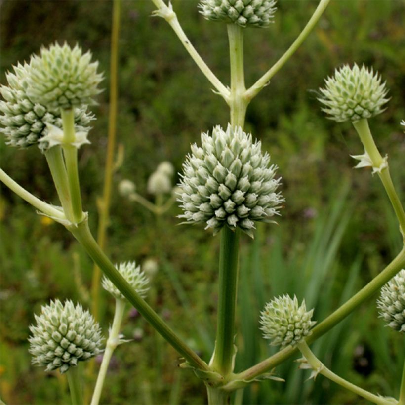 Eryngium serra (Floração)