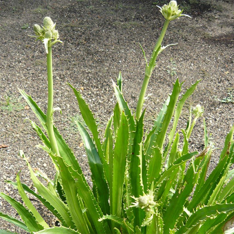 Eryngium serra (Hábito)