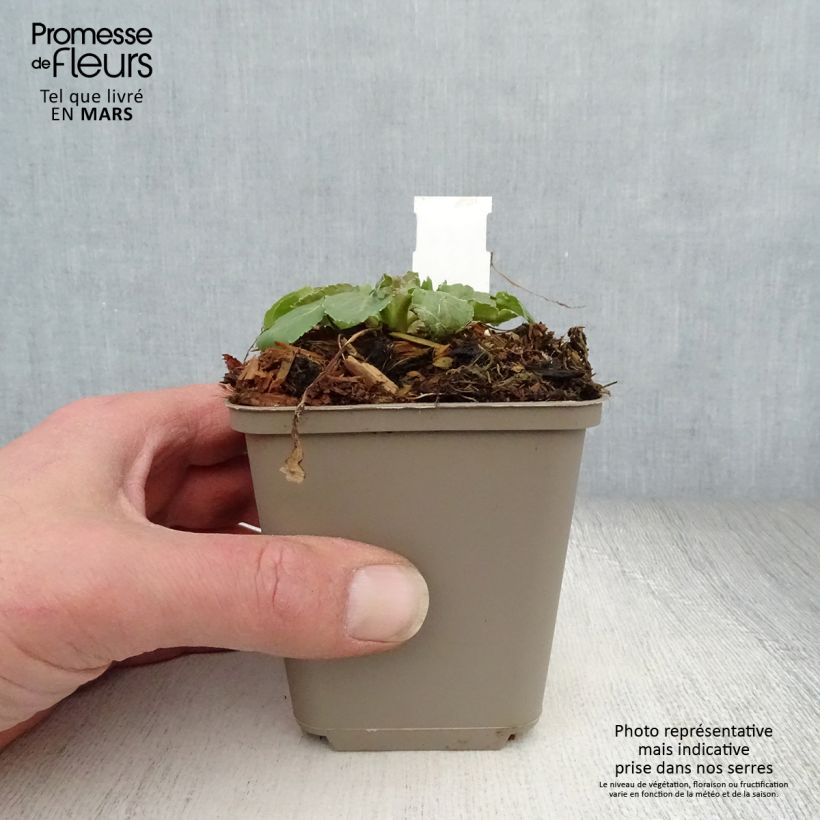 Amostra de Eryngium tripartitum Vaso de 8/9 cm tal como entregue na primavera