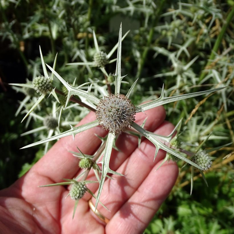 Eryngium variifolium (Floração)