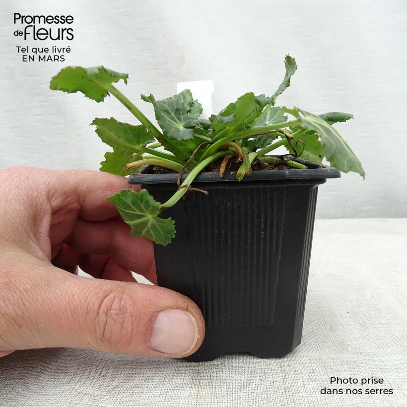 Amostra de Eryngium variifolium Vaso de 8/9 cm tal como entregue na primavera