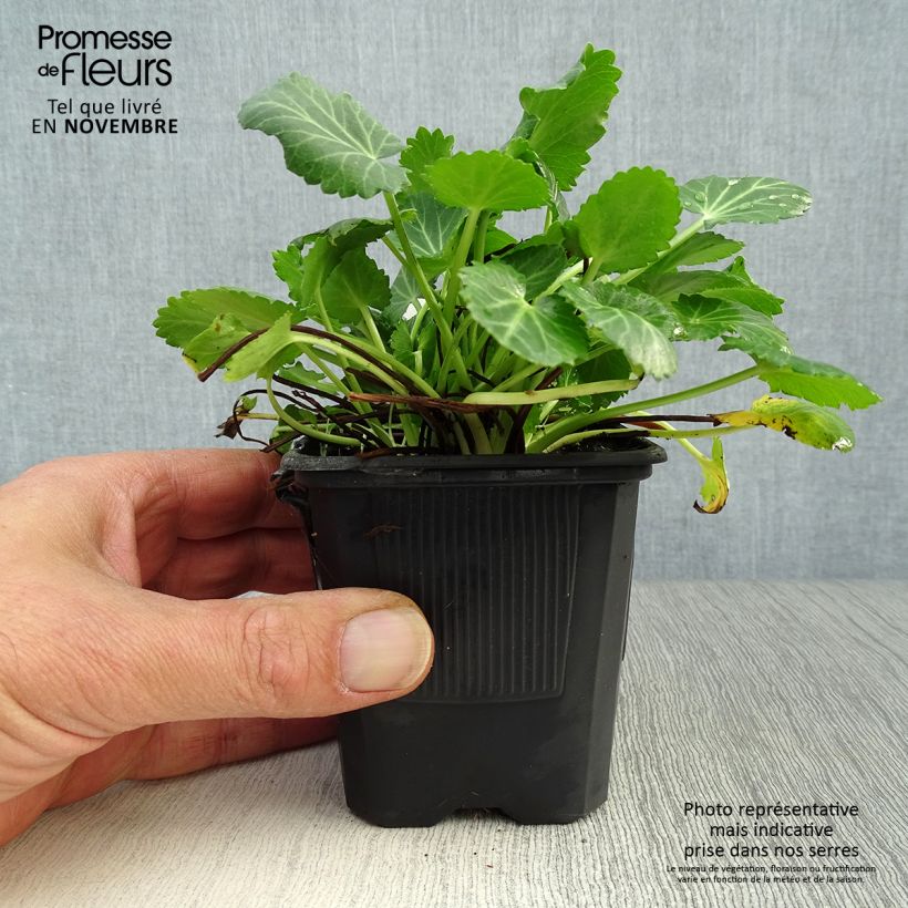 Amostra de Eryngium variifolium Vaso de 8/9 cm tal como entregue no outono