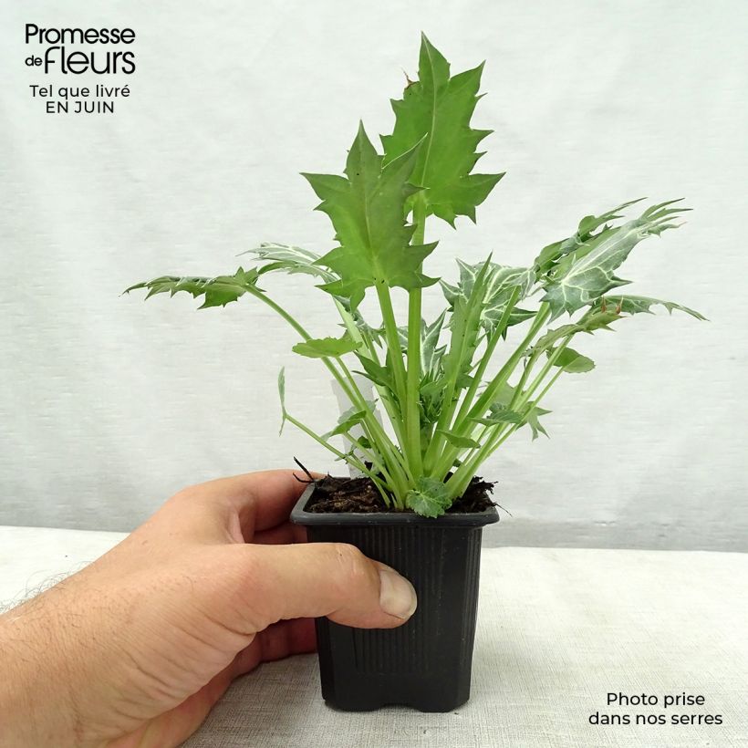 Amostra de Eryngium variifolium Vaso de 8/9 cm tal como entregue no verão