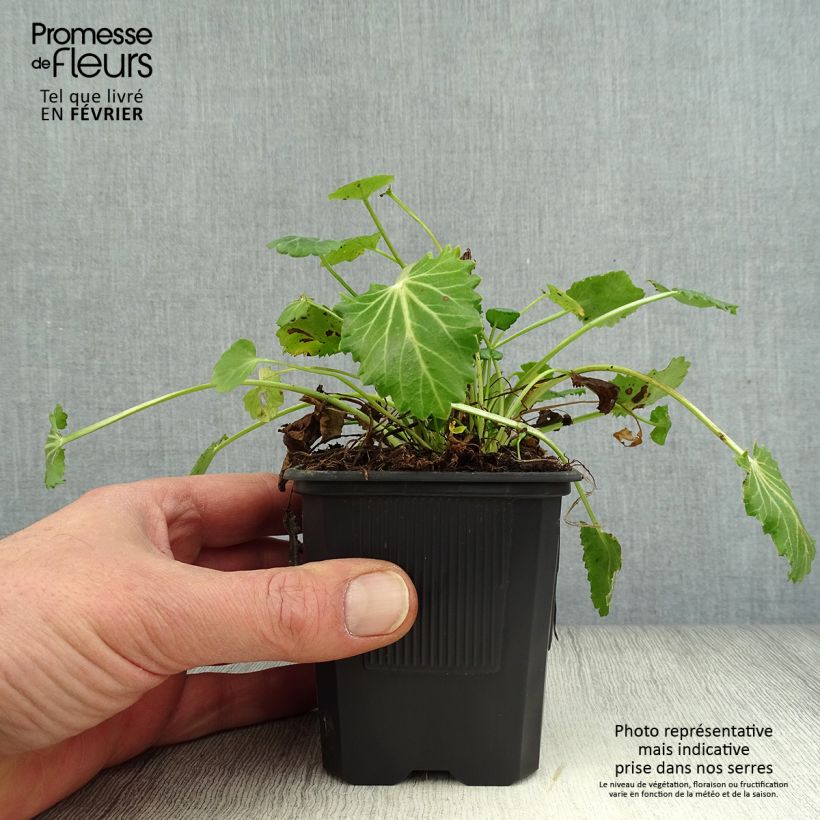 Amostra de Eryngium variifolium Vaso de 8/9 cm tal como entregue no inverno