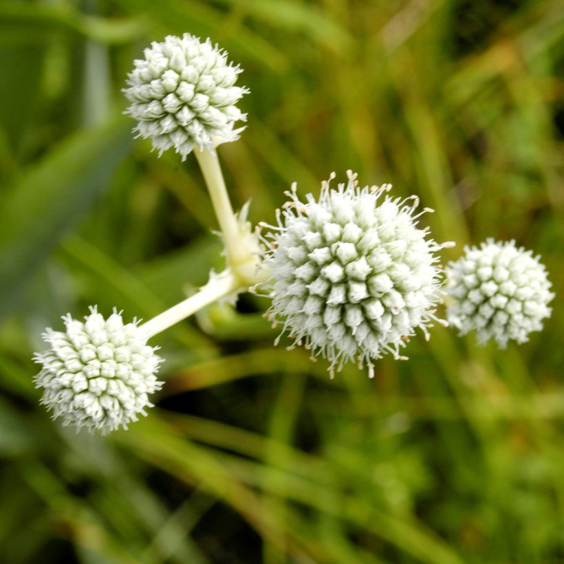 Eryngium yuccifolium (Floração)