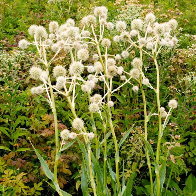 Eryngium yuccifolium (Hábito)