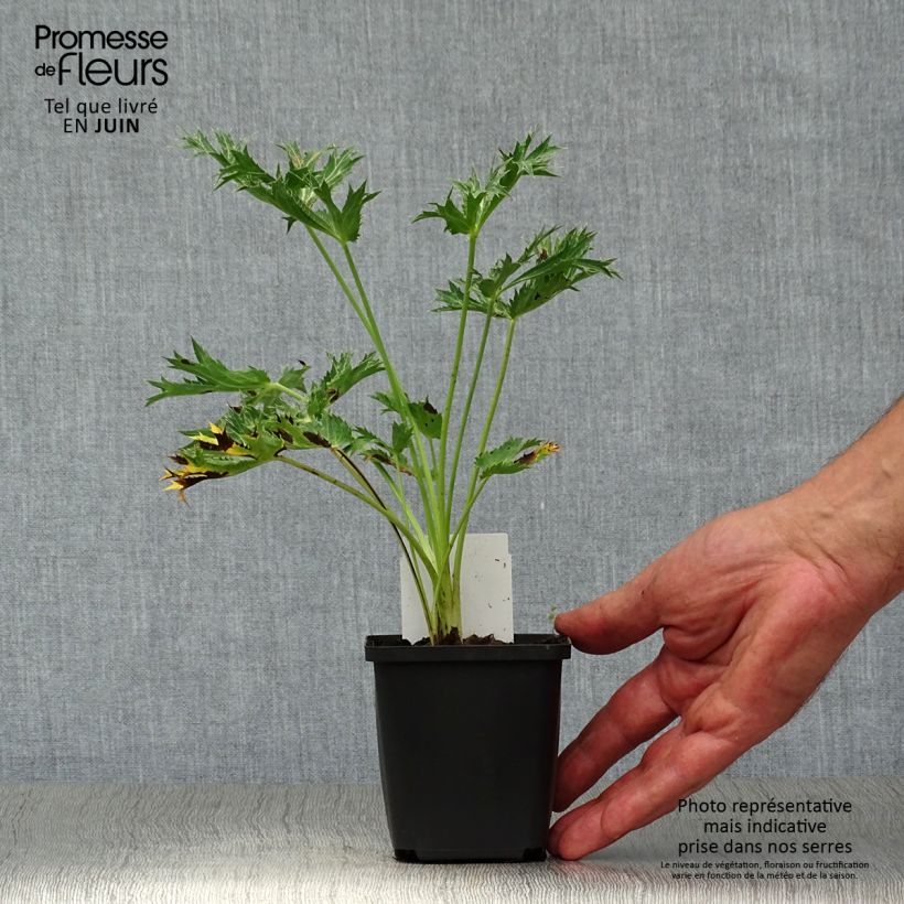 Amostra de Cardo azul Big Blue - Eryngium zabelii Vaso de 8/9 cm tal como entregue no verão