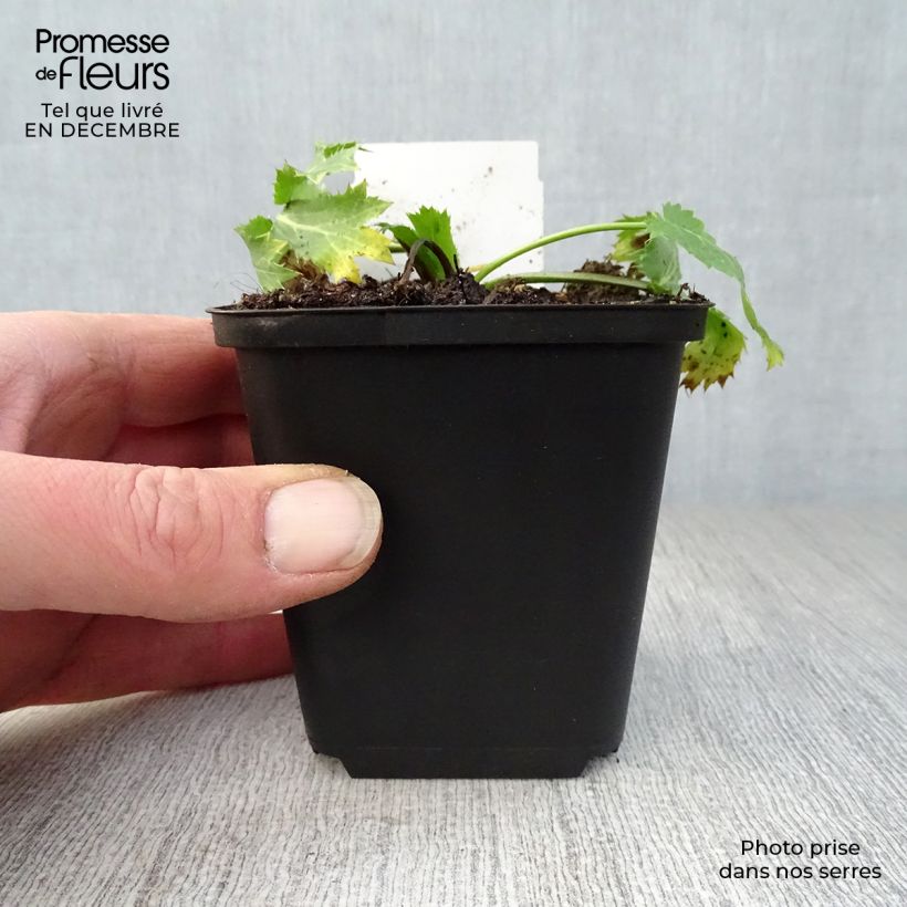 Amostra de Eryngium zabelii Big Blue - Panicaut Vaso de 8/9 cm tal como entregue no inverno