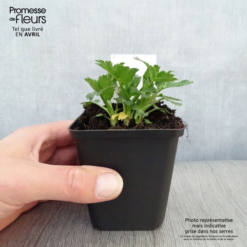 Amostra de Cardo azul Big Blue - Eryngium zabelii Vaso de 8/9 cm tal como entregue na primavera