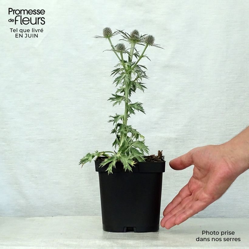 Amostra de Cardo azul Big Blue - Eryngium zabelii Vaso de 2 L/3 L tal como entregue no verão