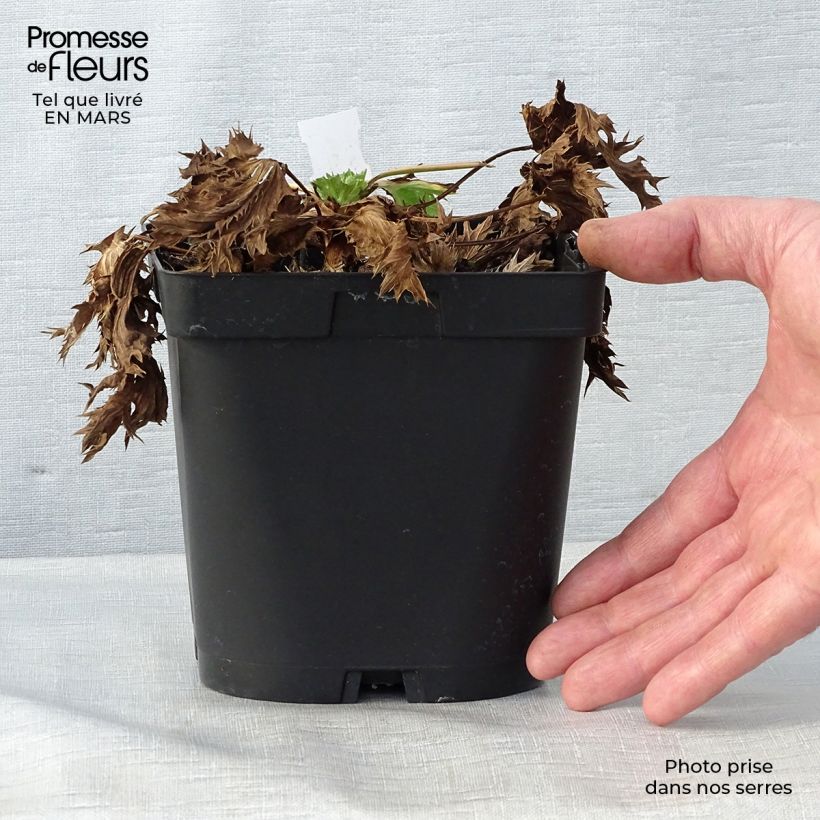 Amostra de Cardo azul Big Blue - Eryngium zabelii Vaso de 2 L/3 L tal como entregue na primavera