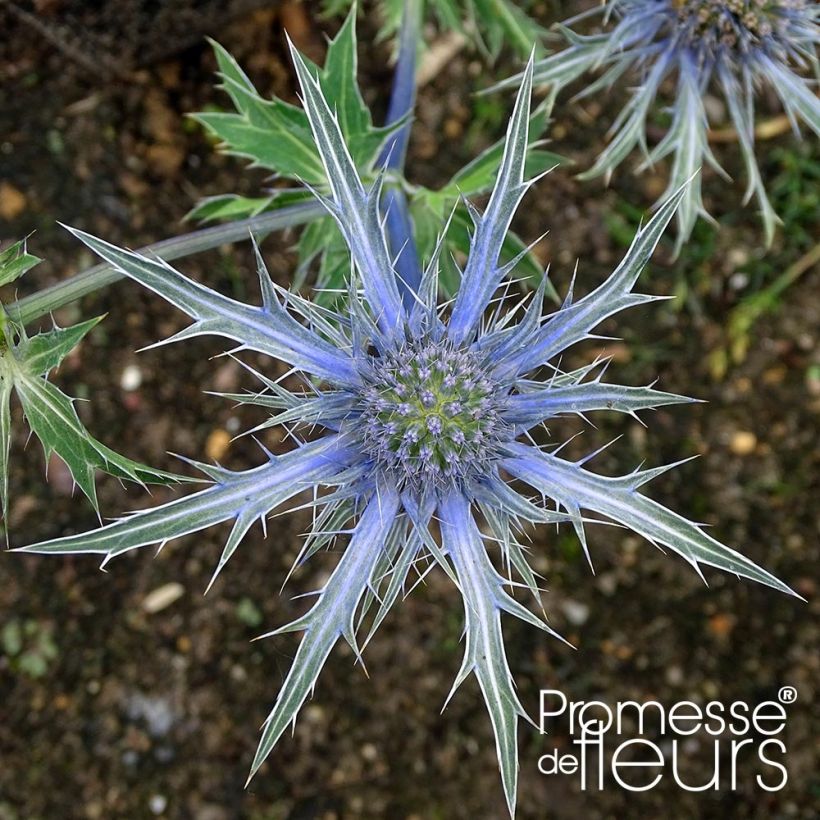 Cardo azul Violetta - Eryngium × zabelii (Floração)