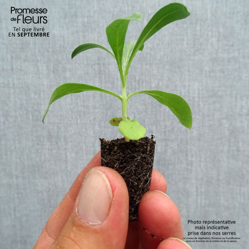 Amostra de Erysimum Bedder Mélange Mini-motte - Cheiranthus cheiri Mini-torrão Ø 1,5/2,5 cm tal como entregue no outono