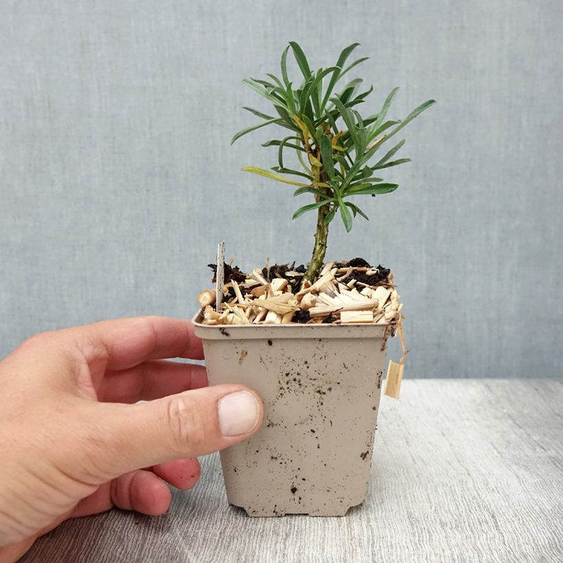Amostra de Erysimum Bowles Mauve Vaso de 8/9 cm tal como entregue no verão