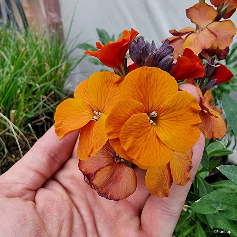 Erysimum Colour Vibe Orange (Floração)