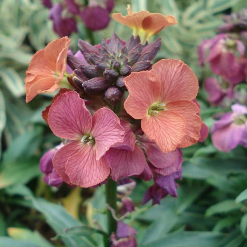 Erysimum Constant Cheer (Floração)