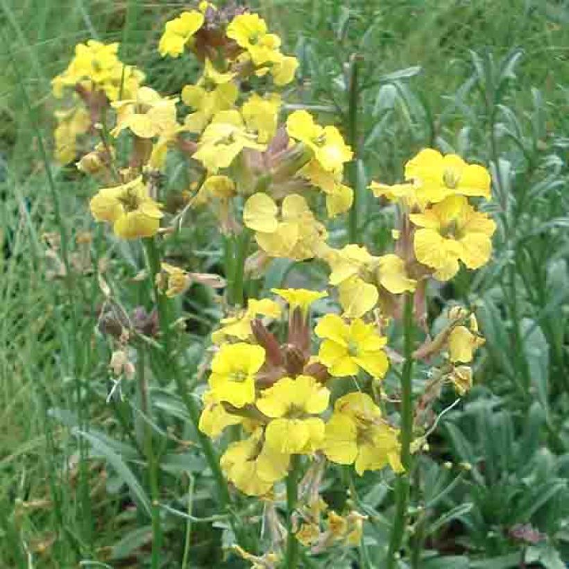 Erysimum Jubilee Gold (Floração)