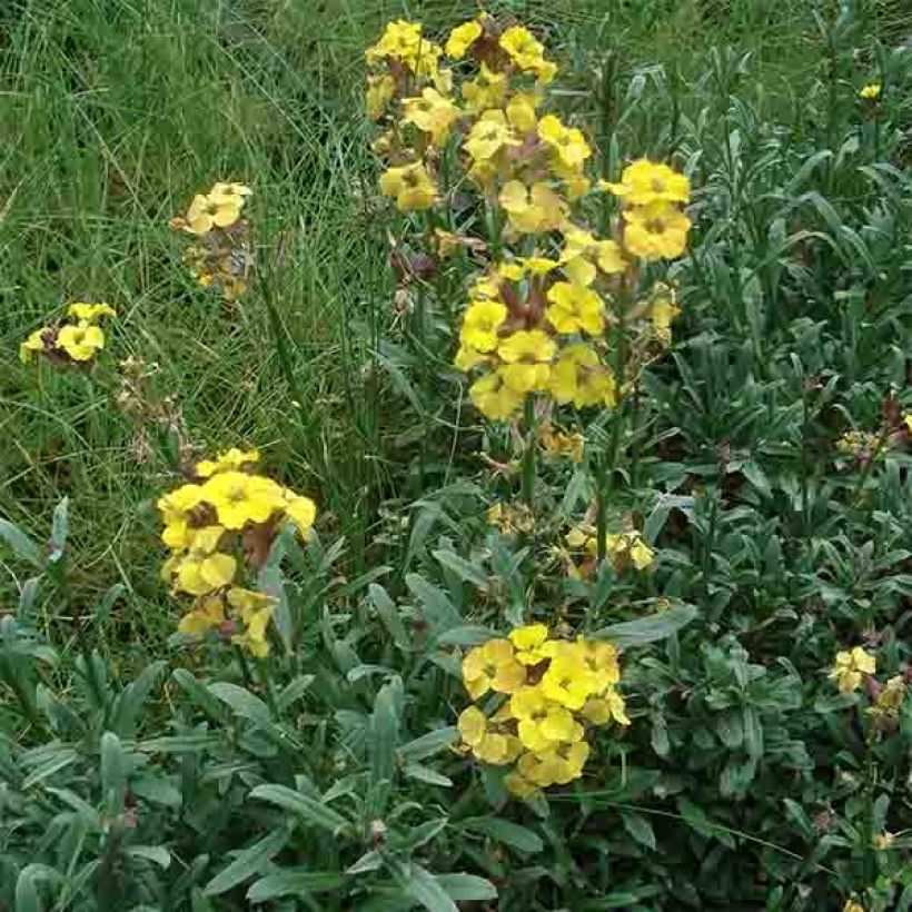Erysimum Jubilee Gold (Hábito)