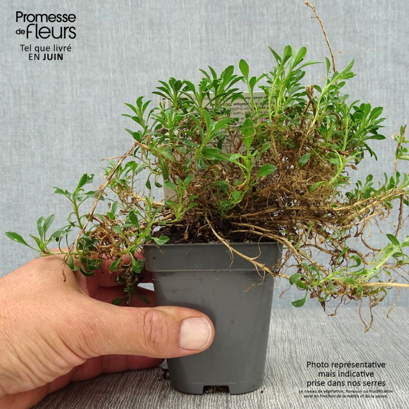 Amostra de Erysimum Jubilee Gold Vaso de 8/9 cm tal como entregue no verão