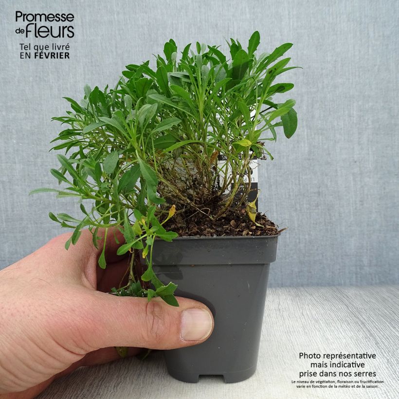 Amostra de Erysimum Jubilee Gold - Fausse giroflée Vaso de 8/9 cm tal como entregue no inverno