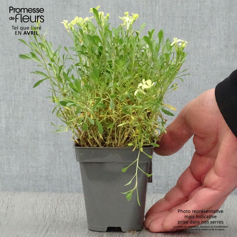 Amostra de Erysimum Jubilee Gold Vaso de 8/9 cm tal como entregue na primavera