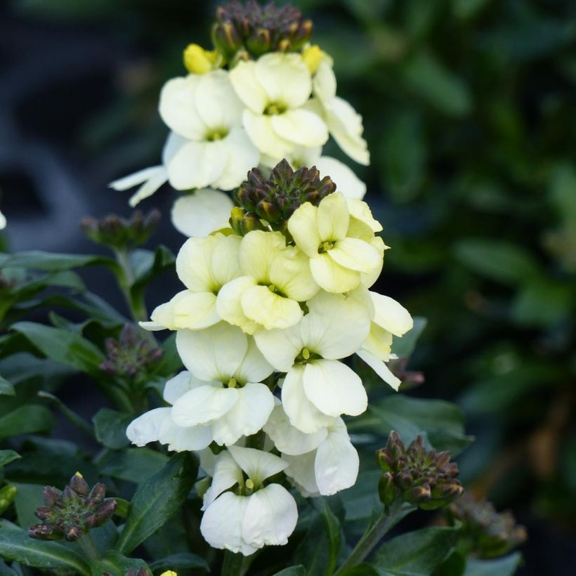 Erysimum Rysi Moon Improved (Floração)