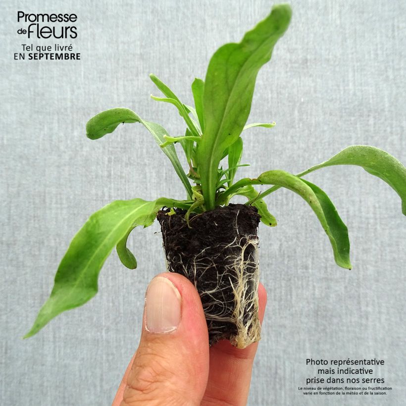 Amostra de Erysimum Winter Spice - Fausse-giroflée Mini-motte Ø 3/4 cm tal como entregue no outono