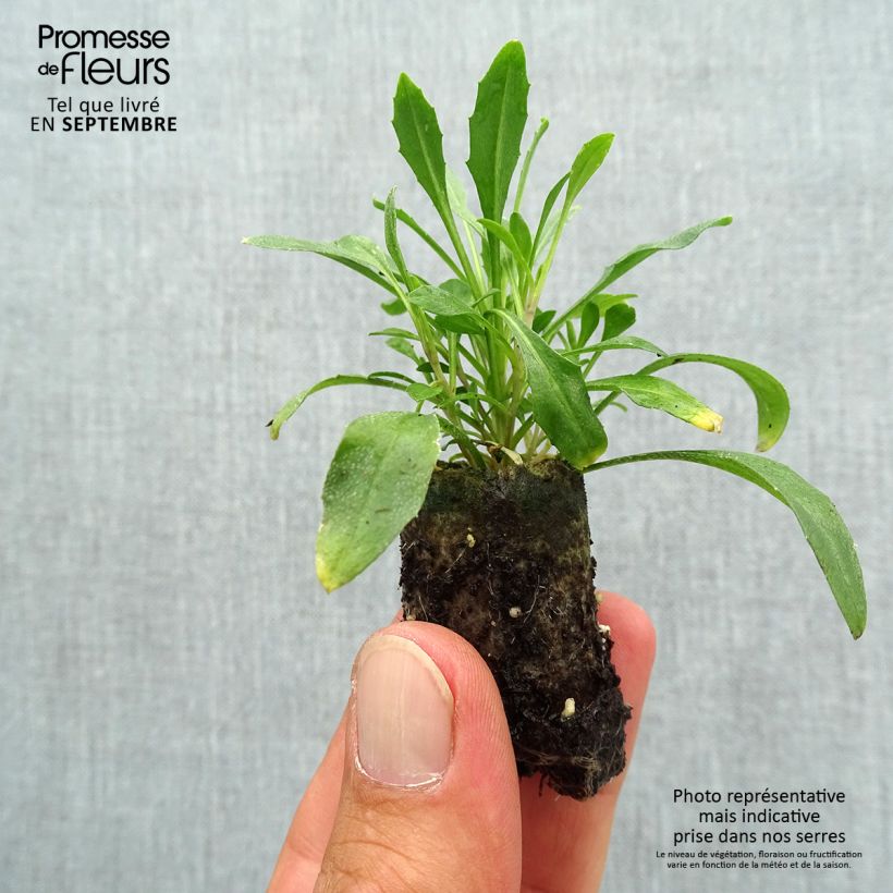 Amostra de Erysimum Zwerg Mango Mini-torrão Ø 3/4 cm tal como entregue no outono