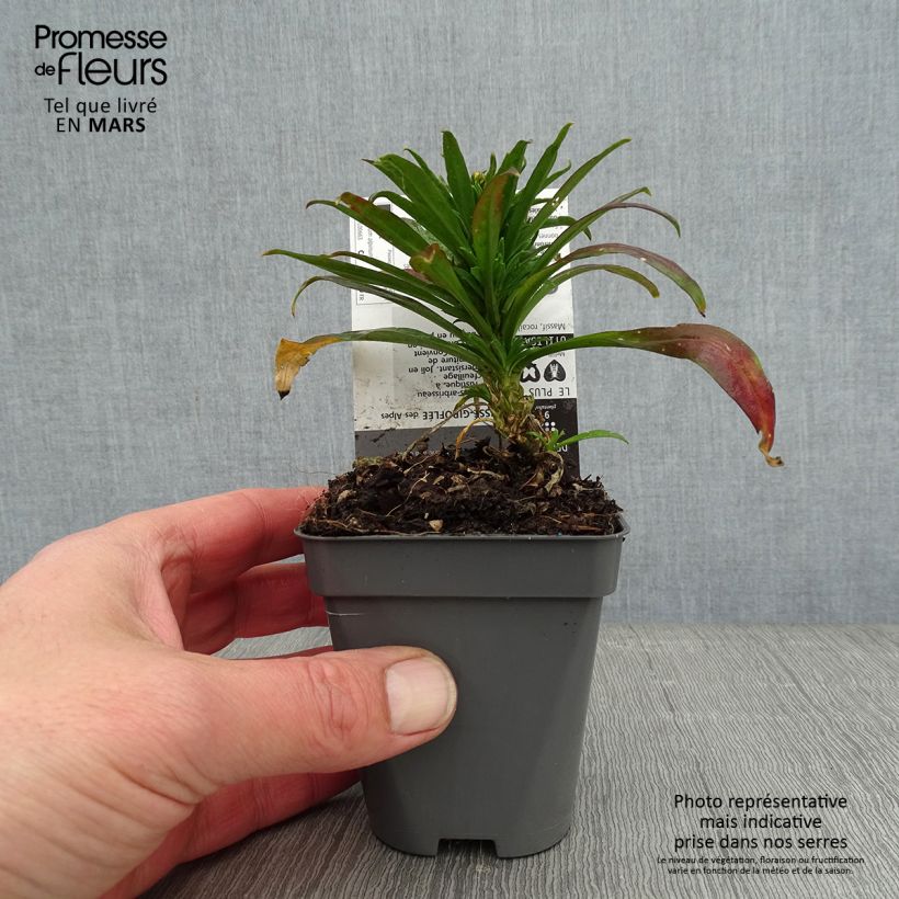 Amostra de Erysimum alpinum - Fausse giroflée des Alpes Godet de 8/9 cm tal como entregue no inverno