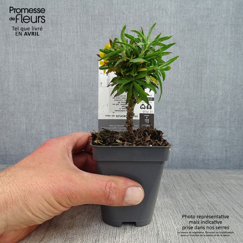 Amostra de Erysimum alpinum Vaso de 8/9 cm tal como entregue na primavera