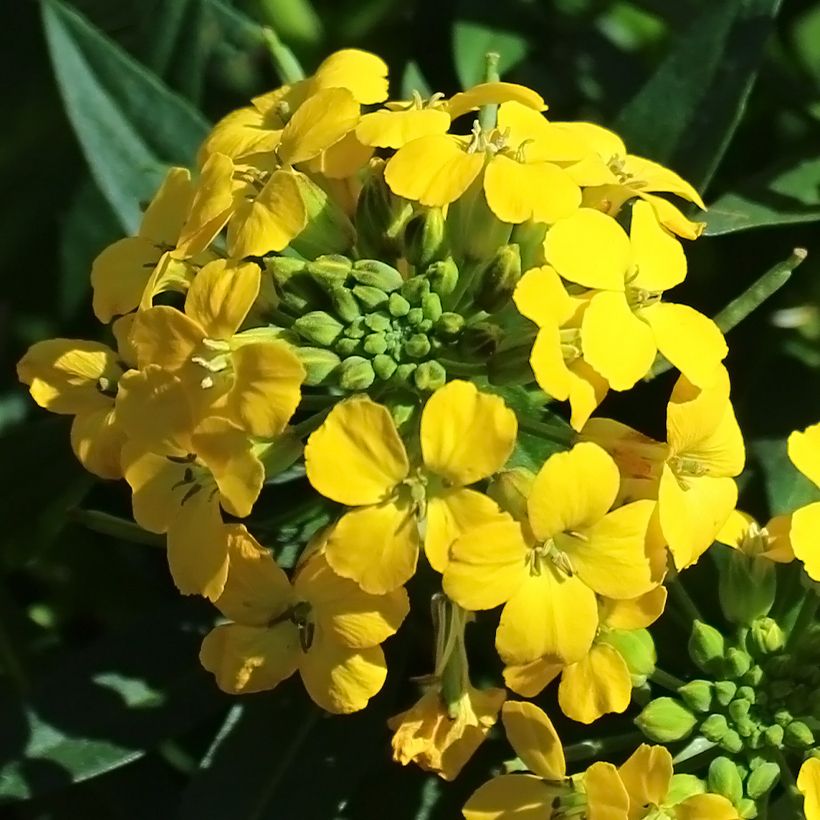 Erysimum alpinum (Floração)