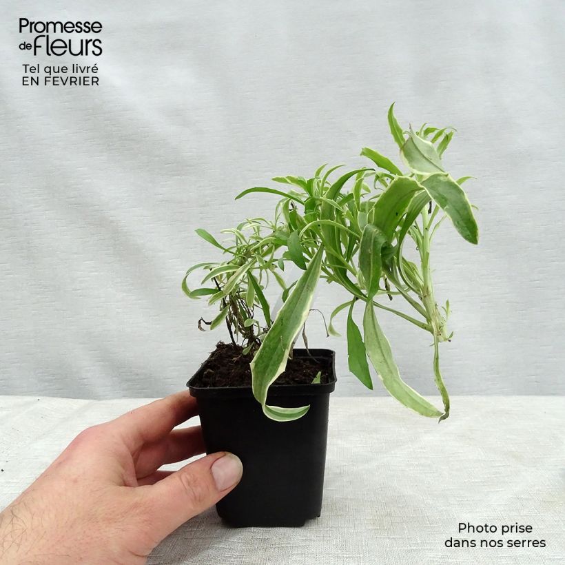 Amostra de Erysimum linifolium Variegatum Godet de 8/9 cm tal como entregue no inverno