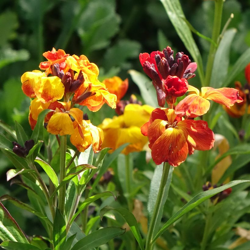 Erysimum cheiri Fair Lady Mix em sementes (Floração)