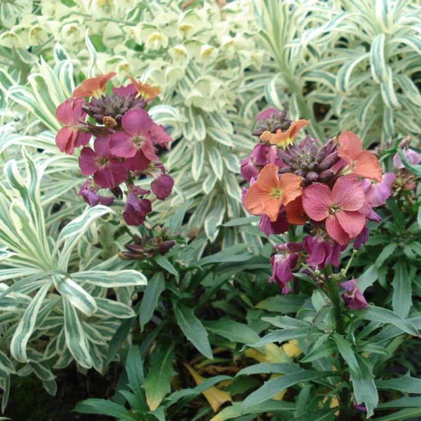 Erysimum Constant Cheer (Hábito)