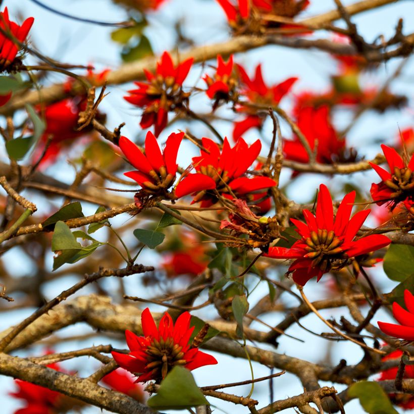 Erythrina caffra - Árvore-do-coral (Floração)